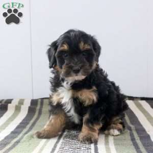 Daphne, Mini Bernedoodle Puppy