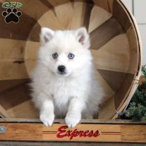 Daphne, Pomsky Puppy