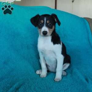 Daphne, Miniature Australian Shepherd Mix Puppy