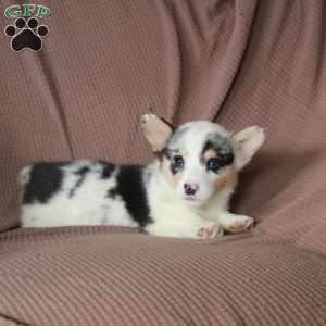 Daphne, Pembroke Welsh Corgi Puppy