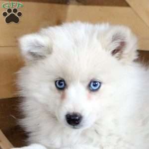 Daphne, Pomsky Puppy