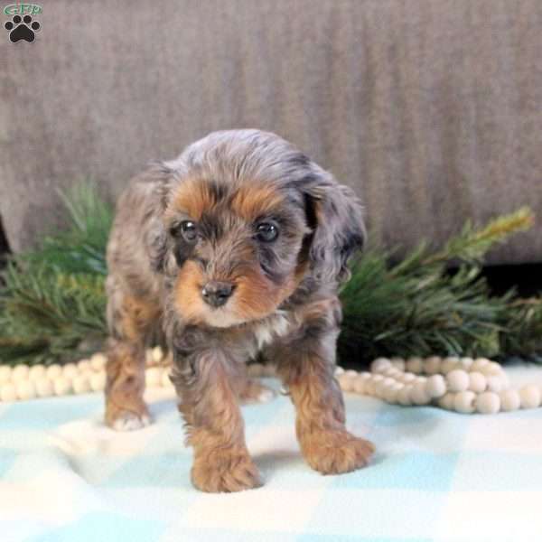 Darla, Cavapoo Puppy