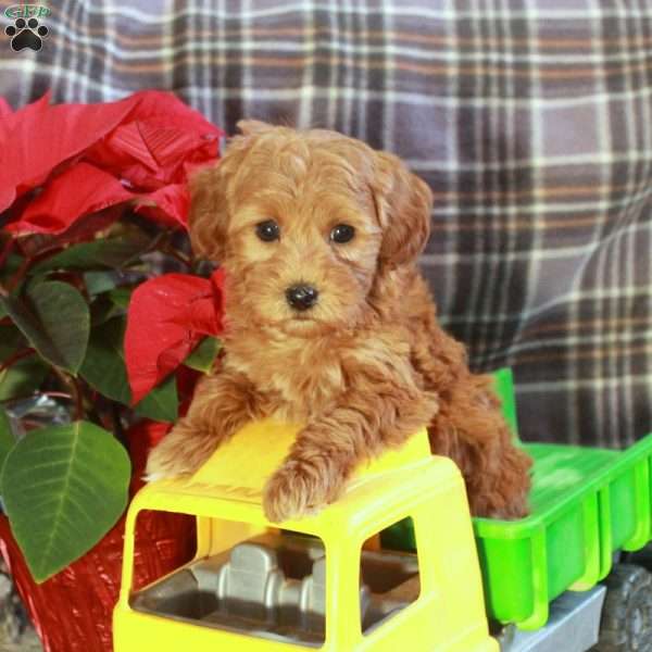 Darla, Toy Poodle Puppy