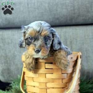 Darla, Cavapoo Puppy