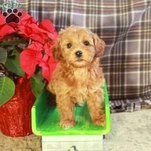 Darla, Toy Poodle Puppy