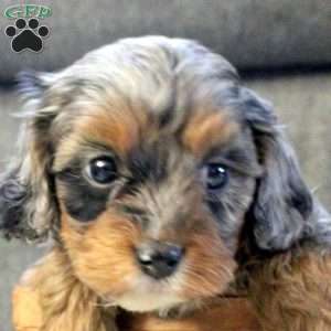 Darla, Cavapoo Puppy