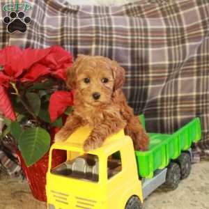 Darla, Toy Poodle Puppy