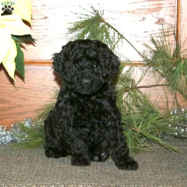 Darla, Miniature Poodle Mix Puppy