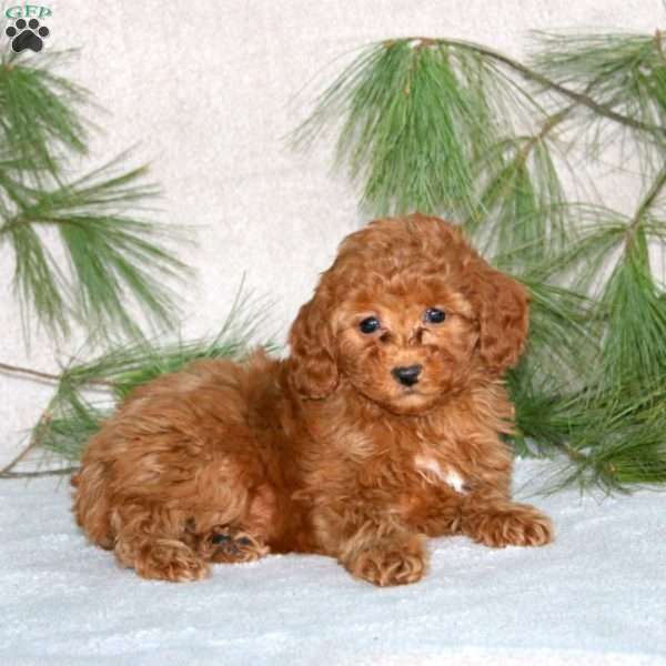 Darla, Toy Poodle Puppy