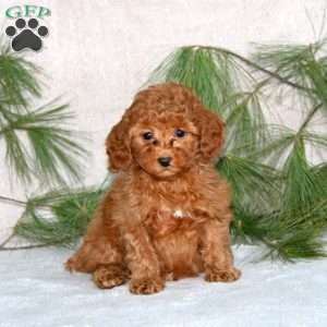 Darla, Toy Poodle Puppy