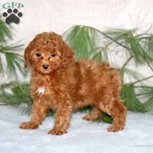 Darla, Toy Poodle Puppy