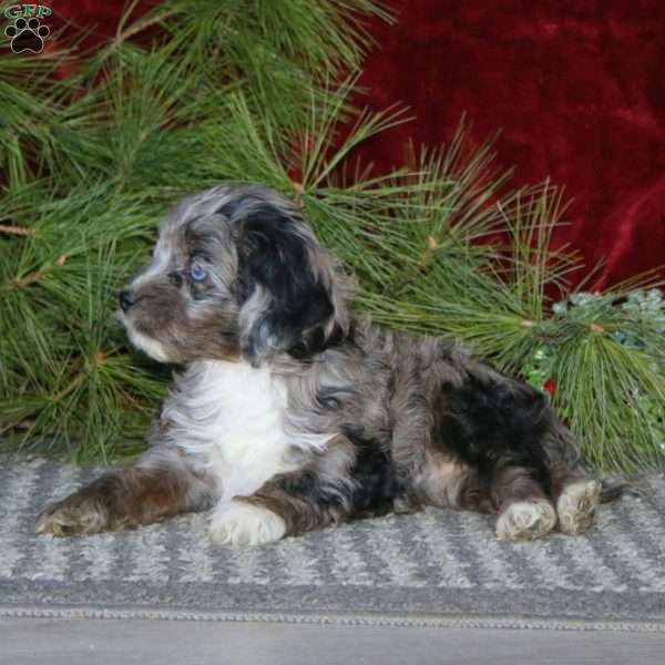 Darling, Cockapoo Puppy