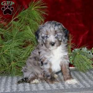 Darling, Cockapoo Puppy