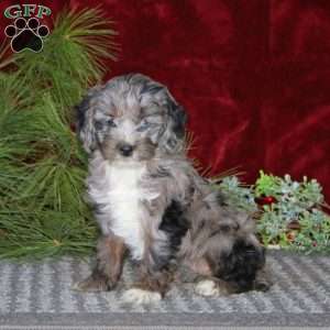 Darling, Cockapoo Puppy