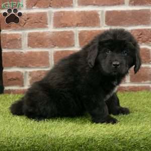 Dash, Newfoundland Puppy