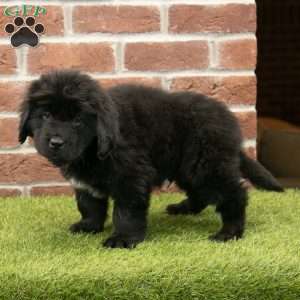 Dash, Newfoundland Puppy