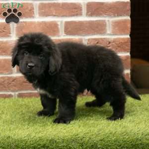 Dash, Newfoundland Puppy