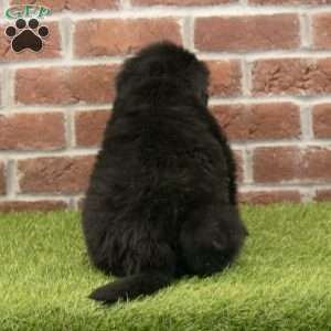 Dash, Newfoundland Puppy