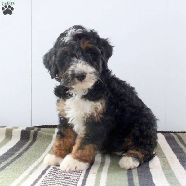 Dash, Mini Bernedoodle Puppy