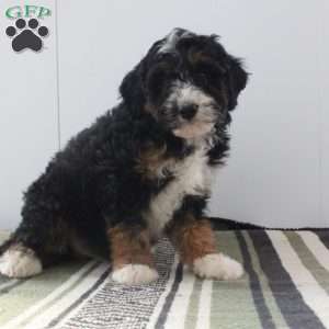 Dash, Mini Bernedoodle Puppy