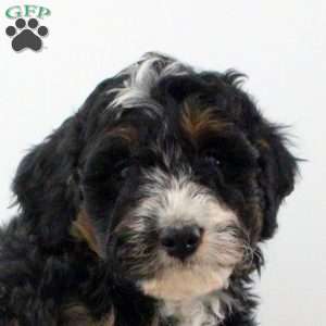 Dash, Mini Bernedoodle Puppy