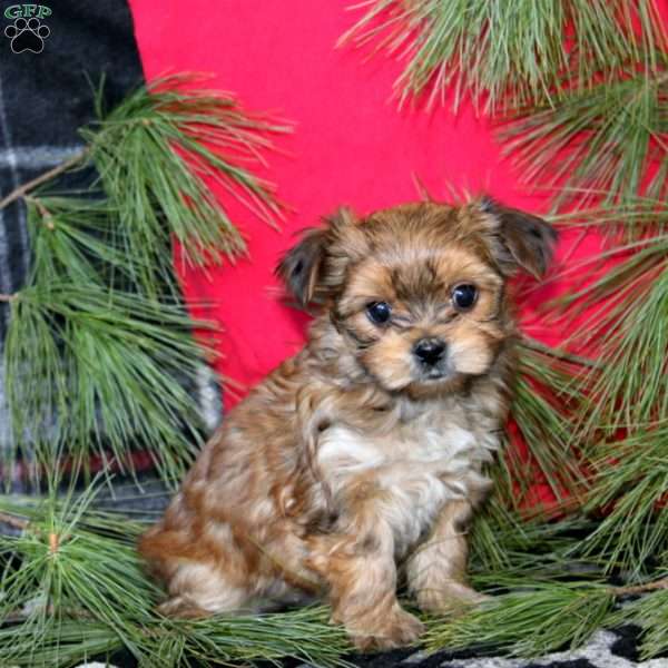 Dash, Morkie / Yorktese Puppy