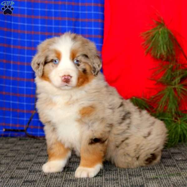 Dash, Australian Shepherd Puppy