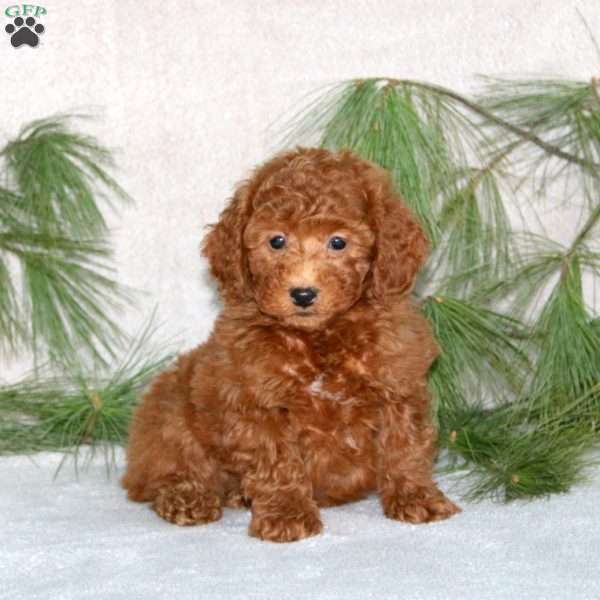Dash, Toy Poodle Puppy