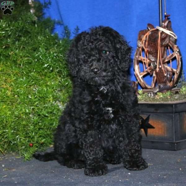 Dash, Mini Goldendoodle Puppy