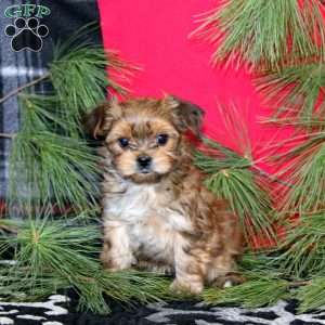 Dash, Morkie / Yorktese Puppy