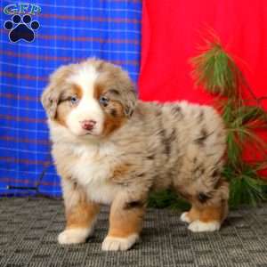 Dash, Australian Shepherd Puppy