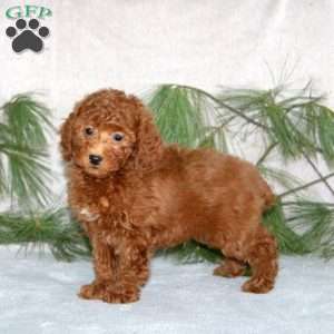 Dash, Toy Poodle Puppy