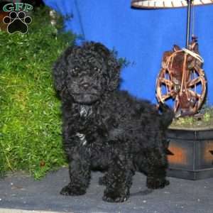 Dash, Mini Goldendoodle Puppy