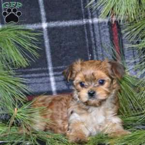 Dash, Morkie / Yorktese Puppy