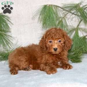 Dash, Toy Poodle Puppy