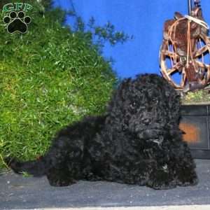 Dash, Mini Goldendoodle Puppy