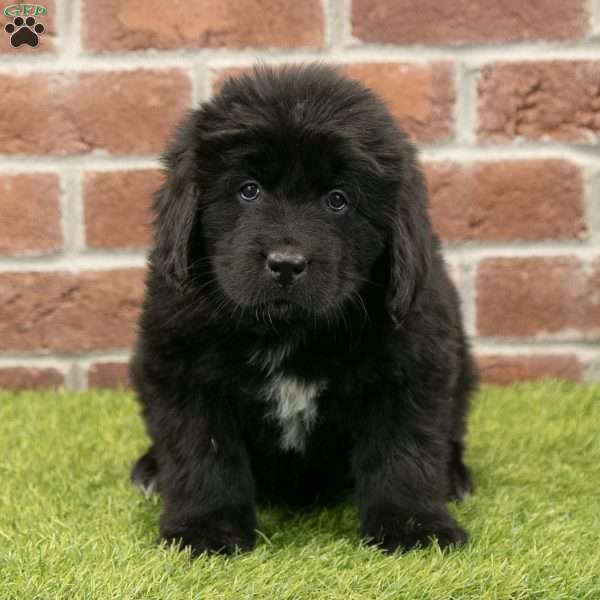 Dash, Newfoundland Puppy