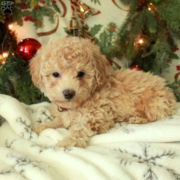 Dasher, Miniature Poodle Puppy