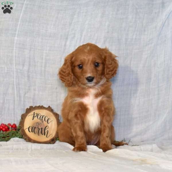 Dasher, Cavapoo Puppy