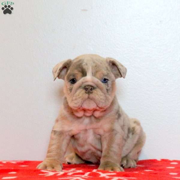 Dasher, English Bulldog Puppy