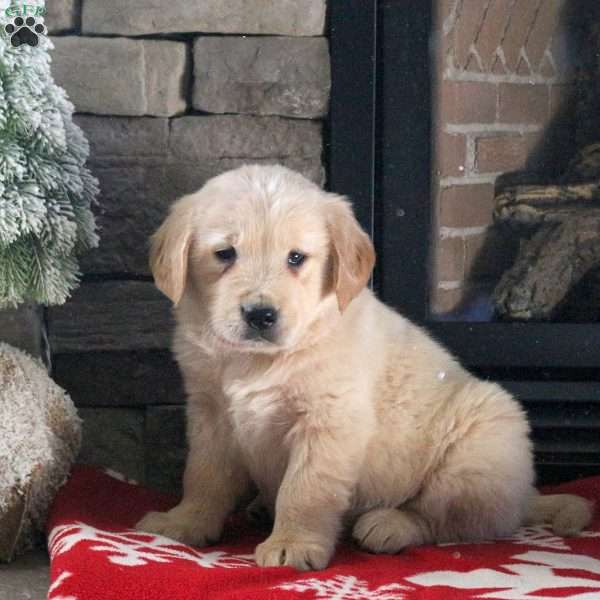 Dasher, Golden Retriever Puppy