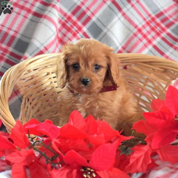Dasher, Cavapoo Puppy