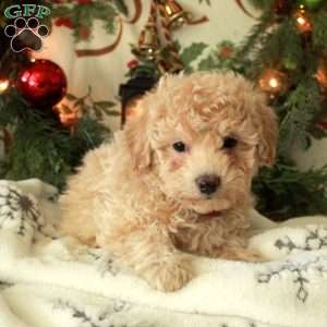 Dasher, Miniature Poodle Puppy