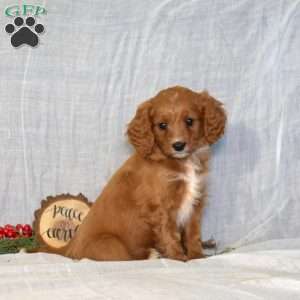 Dasher, Cavapoo Puppy