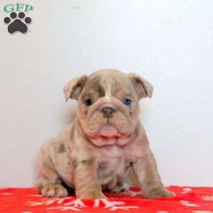 Dasher, English Bulldog Puppy