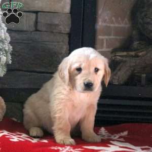 Dasher, Golden Retriever Puppy