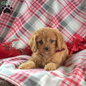 Dasher, Cavapoo Puppy