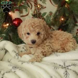 Dasher, Miniature Poodle Puppy