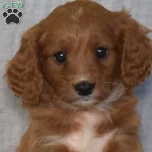 Dasher, Cavapoo Puppy