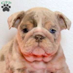 Dasher, English Bulldog Puppy